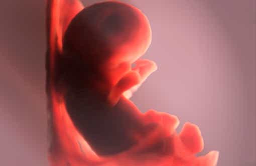 Embryo in der 10. Schwangerschaftswoche